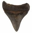 Brown, Fossil Megalodon Tooth - Georgia #89008-1